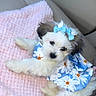 Kimy joined the competition — help win amazing prizes! puppy, dog, blue_bow, blue_dress, fluffy, pink_blanket, car_seat, cute, pet, animal, sleepy, small_dog, white_fur, brown_fur, relaxed, indoors, cozy, accessory, adorable, resting