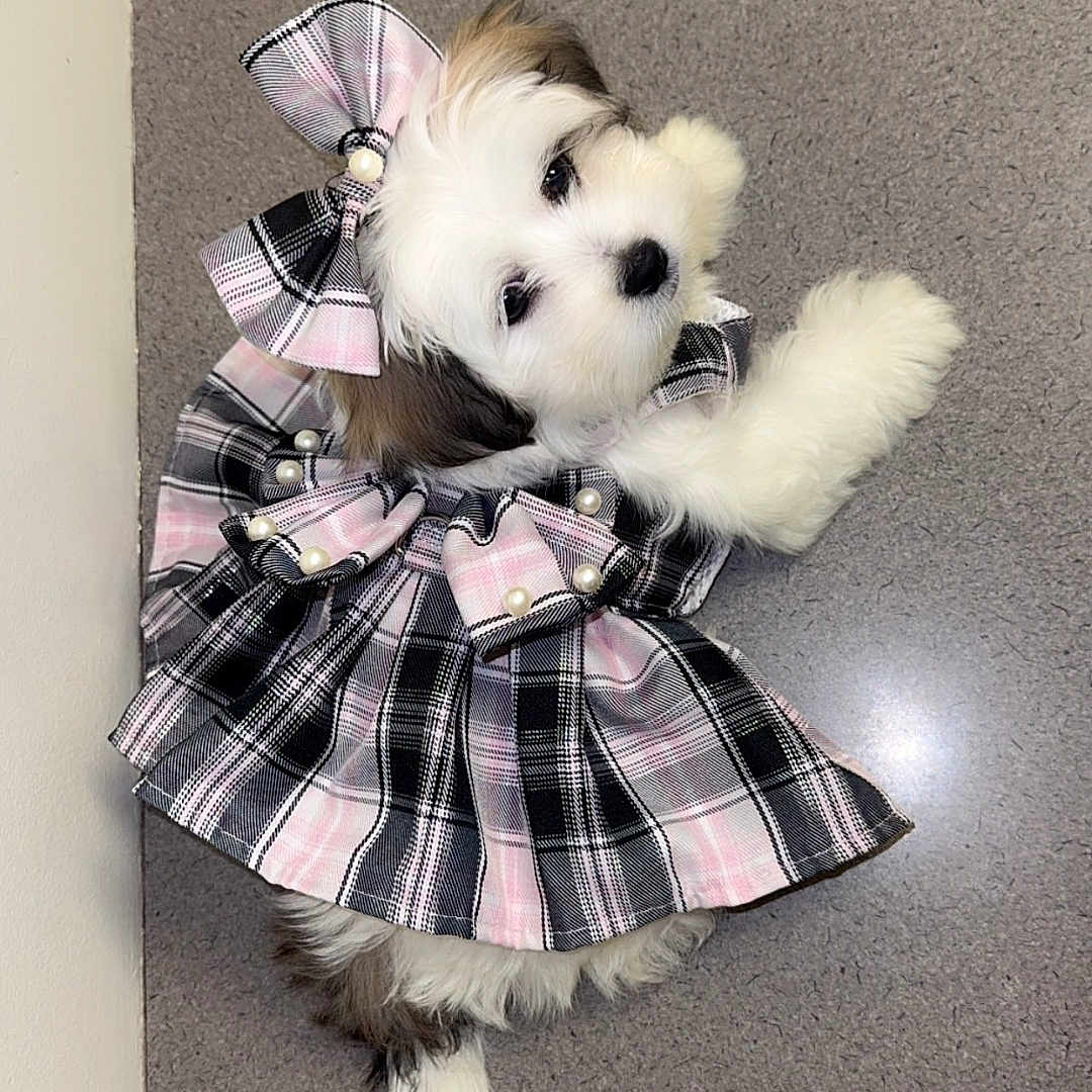 Kimy joined the competition — help win amazing prizes! puppy, dog, pet, dress, bow, plaid, pink, black, white, fur, cute, adorable, indoor, floor, texture, small, lying_down, looking_up, animal, companion