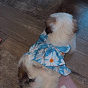 Kimy is registered to the contest to win money with this photo: dog, puppy, blue_bow, fluffy, wooden_floor, child, curious, smiling, playful, indoor, pet, animal, training_pad, white, brown_spots, cute, small_dog, flooring, home, interaction