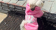 Kimy is registered to the contest to win money with this photo: dog, puppy, pink_hoodie, steps, brick_wall, outdoor, sunlight, small_dog, pet, fur, tail, black_mat, curious, standing, side_view, canine, cute, animal, walkway, texture