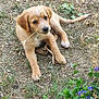 puppy, dog, grass, outdoor, nature, plant, flower, animal, young, pet, brown, cute, playful, leaf, ground, canine, small, fur, laying, twig