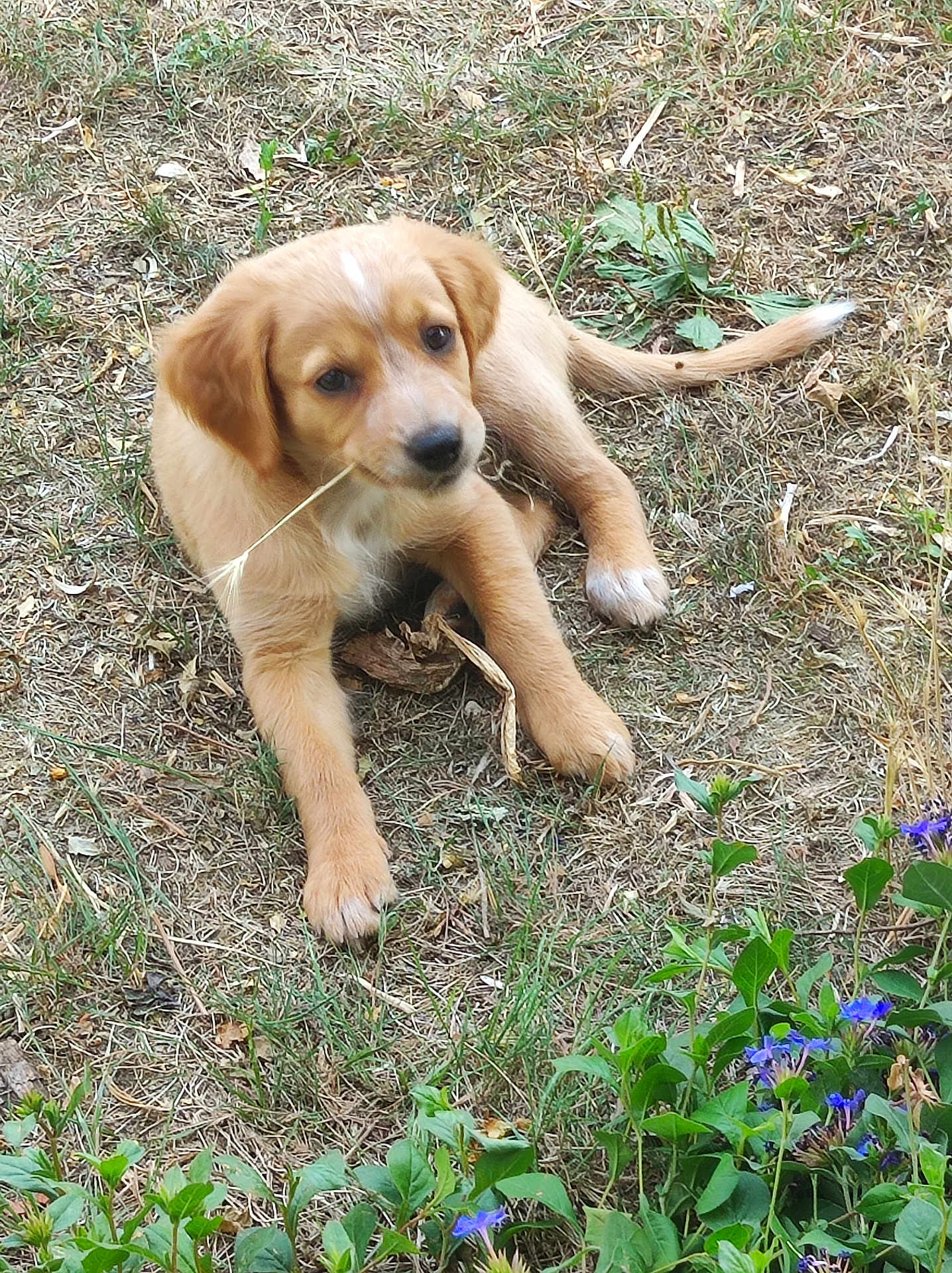 Kiko