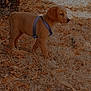 puppy, dog, harness, grass, leaves, outdoor, nature, animal, young, brown, side_view, tree_stump, shaded, curious, small, pet, walking, daylight, ground, canine