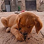 puppy, dog, brown, sleepy, wooden_floor, outdoor, trash_bins, fence, concrete, curious, young_animal, pet, ears, snout, paw, floor_texture, resting, animal, domestic, background_objects