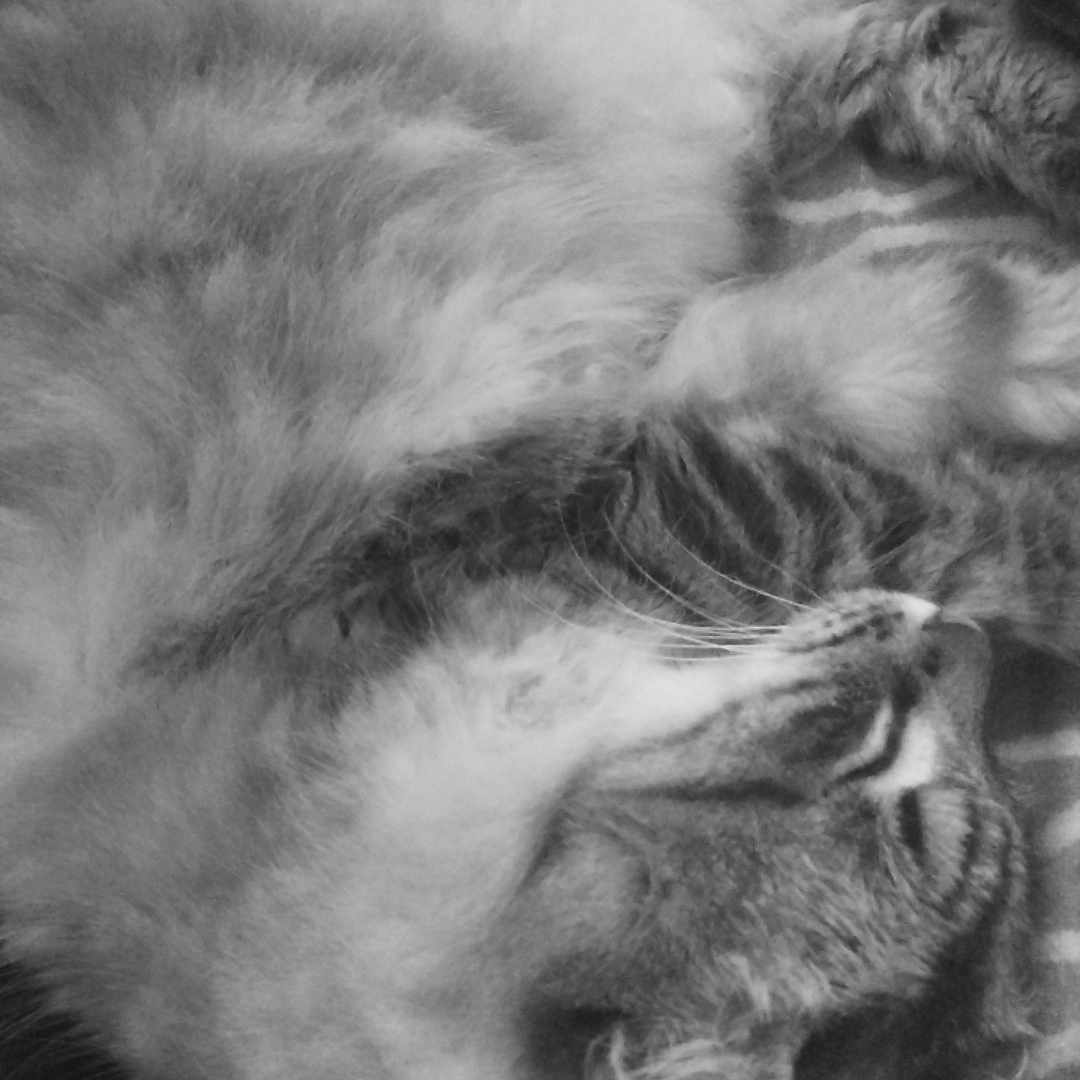 Tom participe au concours pour gagner de l'argent avec cette photo : abyssinian, angora, animal, bodypart, cat, couch, face, furniture, head, indoors, kitten, manx, mouth, person, pet, photography, portrait, siamese, sleeping, teeth