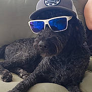 Finn is registered to the contest to win money with this photo: animal, black_dog, canine, casual, companion, cool, couch, curly_fur, dog, furry, green_cushion, hat, indoors, pet, portrait, relaxing, sitting, summer, sunglasses, sunlight
