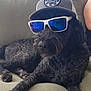 animal, black_dog, canine, casual, companion, cool, couch, curly_fur, dog, furry, green_cushion, hat, indoors, pet, portrait, relaxing, sitting, summer, sunglasses, sunlight