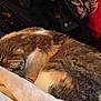 animal, blanket, brown, cat, close_up, comfort, cozy, curled_up, feline, fur, indoor, nap, pet, quiet, relaxation, resting, sleeping, soft_texture, warm, white