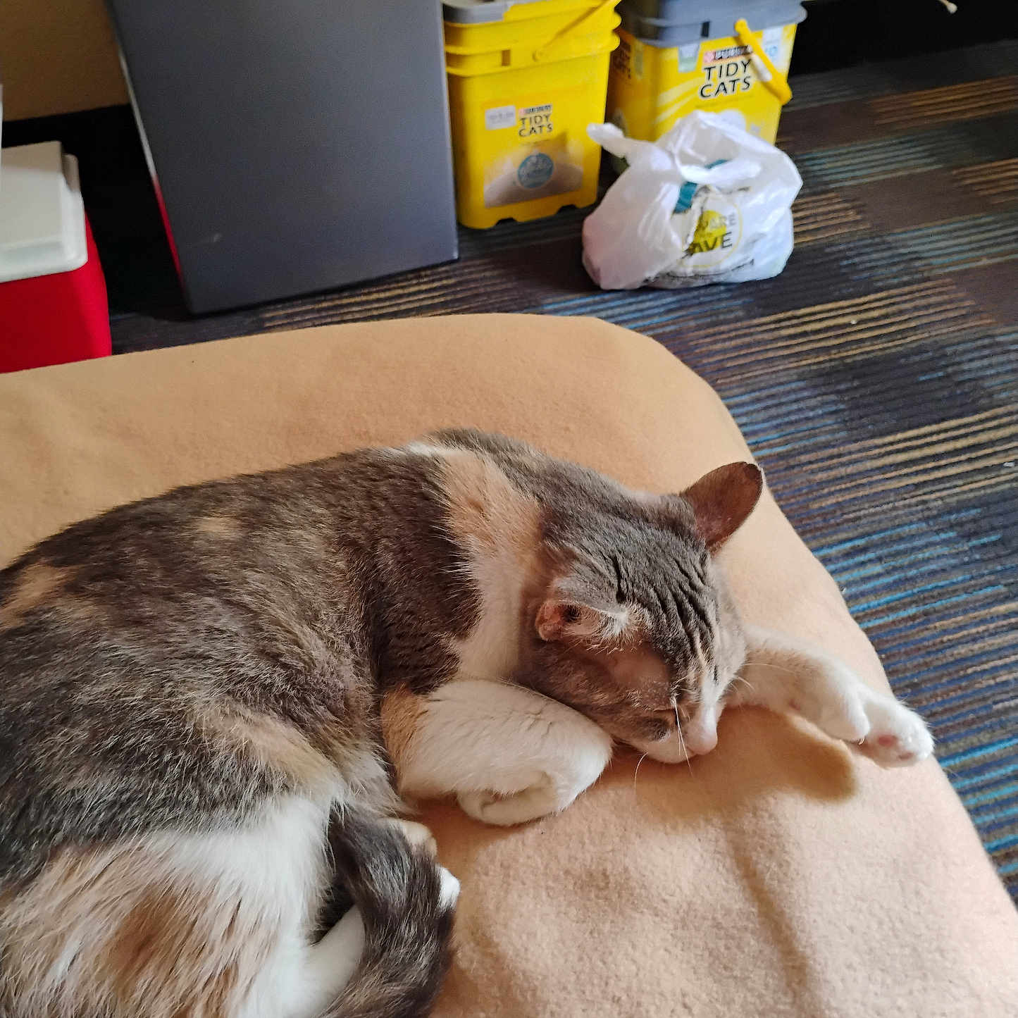 Kikie Craft joined the competition — help win amazing prizes! animal, blanket, carpet, cat, container, cozy, curled_up, feline, floor, fridge, fur, household, indoor, paw, pet, plastic_bag, relaxation, resting, sleeping, yellow