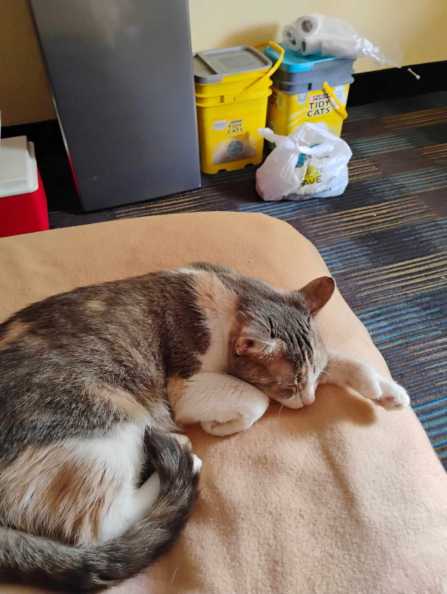 Kikie Craft joined the competition — help win amazing prizes! cat, sleeping, blanket, indoor, pet, fur, resting, animal, cozy, feline, curled_up, paw, household, container, floor, carpet, fridge, plastic_bag, yellow, relaxation