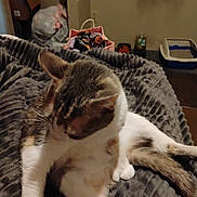 Kikie Craft is registered to the contest to win money with this photo: animal, bag, blanket, box, brown, cat, clutter, cozy, feline, fur, home, indoor, litter_box, pet, relaxed, resting, sitting, striped, texture, white