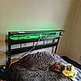 Kikie Craft is registered to the contest to win money with this photo: cat, bed, blanket, headboard, green_led_lights, plastic_bag, wallet, wall, bedroom, gray_blanket, black_metal, cord, indoor, furniture, resting, pet, cozy, casual, comfortable, sleeping