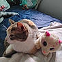 Kikie Craft is registered to the contest to win money with this photo: cat, plush_toy, bed, blanket, soft_toy, indoor, pet, feline, resting, comfort, blue_bedspread, white_blanket, fur, ears, whiskers, toy_cat, window_light, relaxation, domestic_animal, home