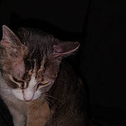 Kikiecraft is registered to the contest to win money with this photo: animal, brown, cat, closeup, cute, domestic, ears, feline, fur, indoor, intimate, looking_down, mammal, pet, portrait, quiet, soft_light, tabby, whiskers, white