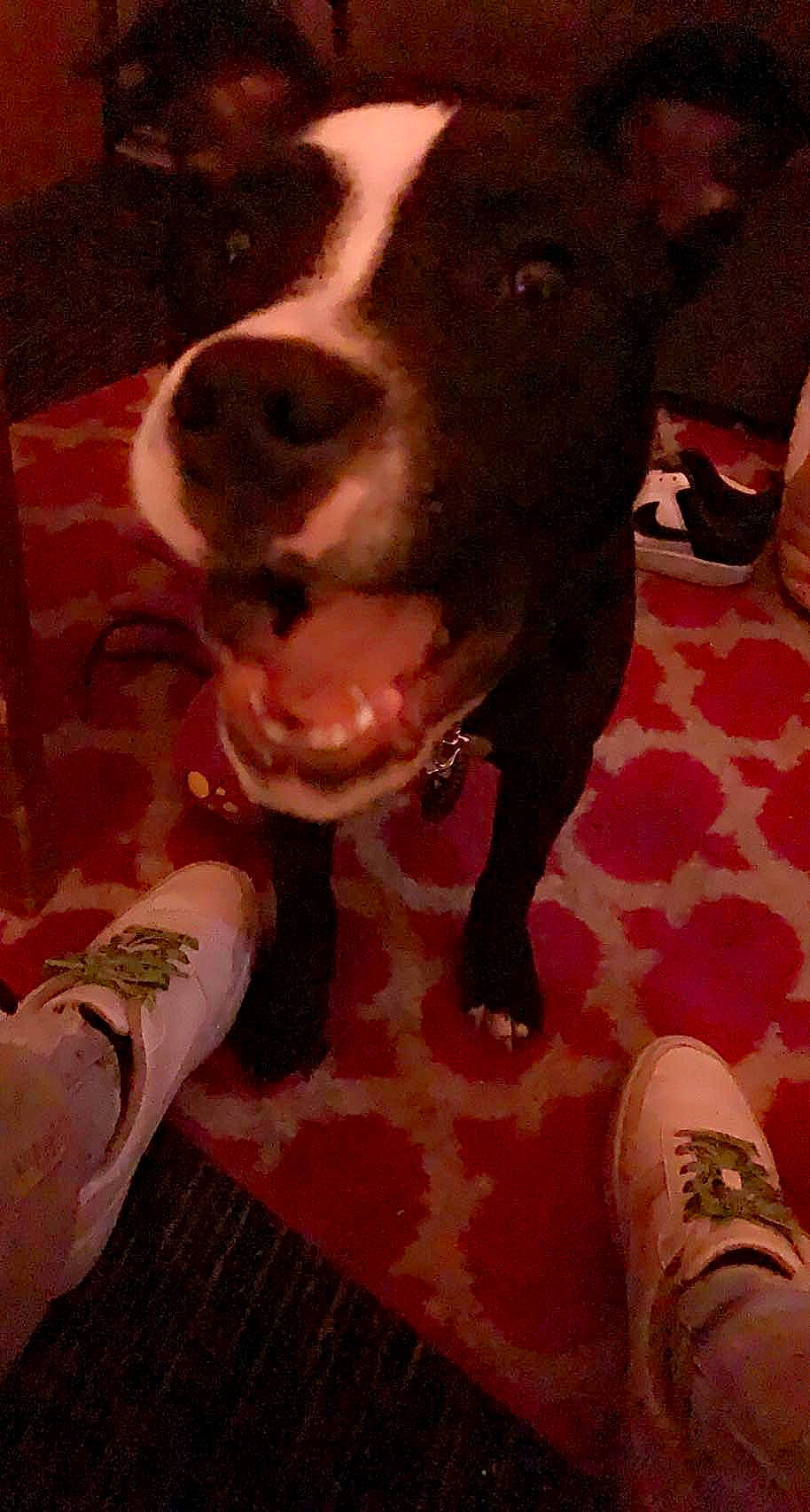 Penelope is registered to the contest to win money with this photo: canidae, carnivore, collar, companion_dog, dog, dog_breed, dog_collar, dog_supply, fawn, flesh, flooring, fur, guard_dog, human_leg, liver, pattern, snout, sporting_group, whiskers, working_animal