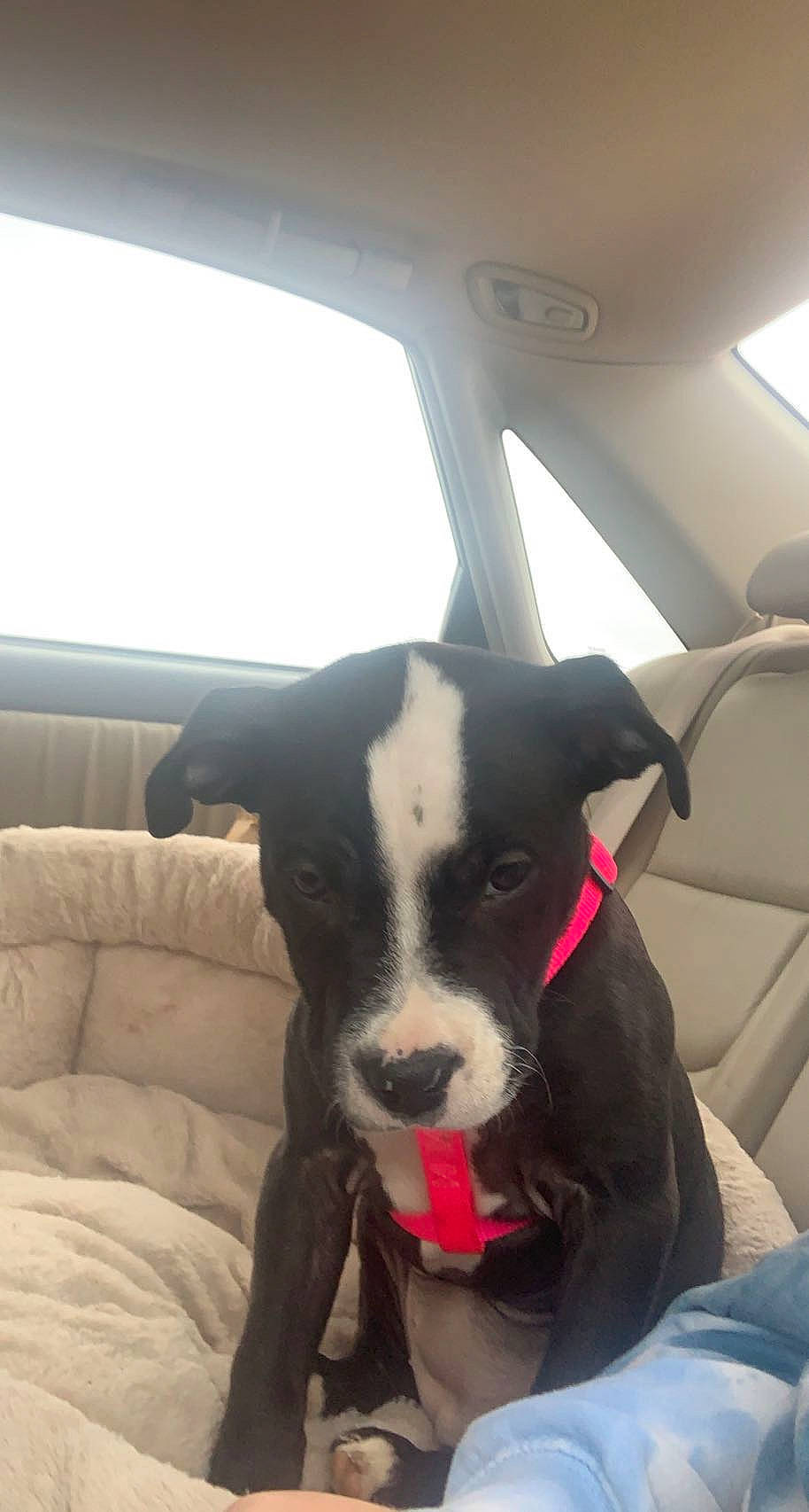 Penelope is registered to the contest to win money with this photo: canidae, car, car_seat, carnivore, collar, comfort, companion_dog, couch, dog, dog_breed, dog_collar, fawn, fixture, snout, sporting_group, tints_and_shades, vehicle, vehicle_door, window, working_animal