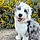 Brody