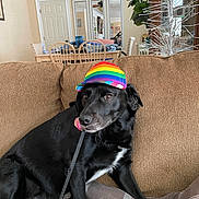 Roxy joined the competition — help win amazing prizes! dog, black_dog, rainbow_hat, leash, couch, living_room, dining_table, chairs, mirrors, decorative_tree, indoor, pet, playful, cozy, furniture, canine, houseplant, blanket, casual, relaxed