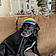 Roxy