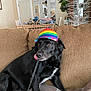 dog, black_dog, rainbow_hat, leash, couch, living_room, dining_table, chairs, mirrors, decorative_tree, indoor, pet, playful, cozy, furniture, canine, houseplant, blanket, casual, relaxed