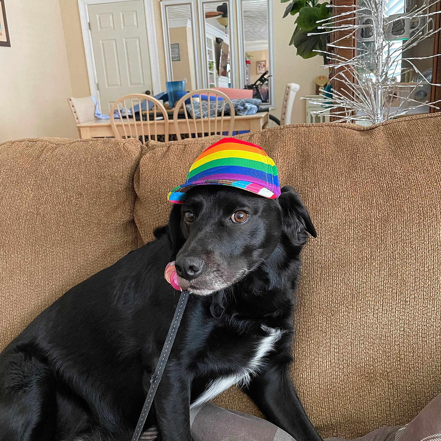 Roxy joined the competition — help win amazing prizes! black_dog, blanket, canine, casual, chairs, couch, cozy, decorative_tree, dining_table, dog, furniture, houseplant, indoor, leash, living_room, mirrors, pet, playful, rainbow_hat, relaxed