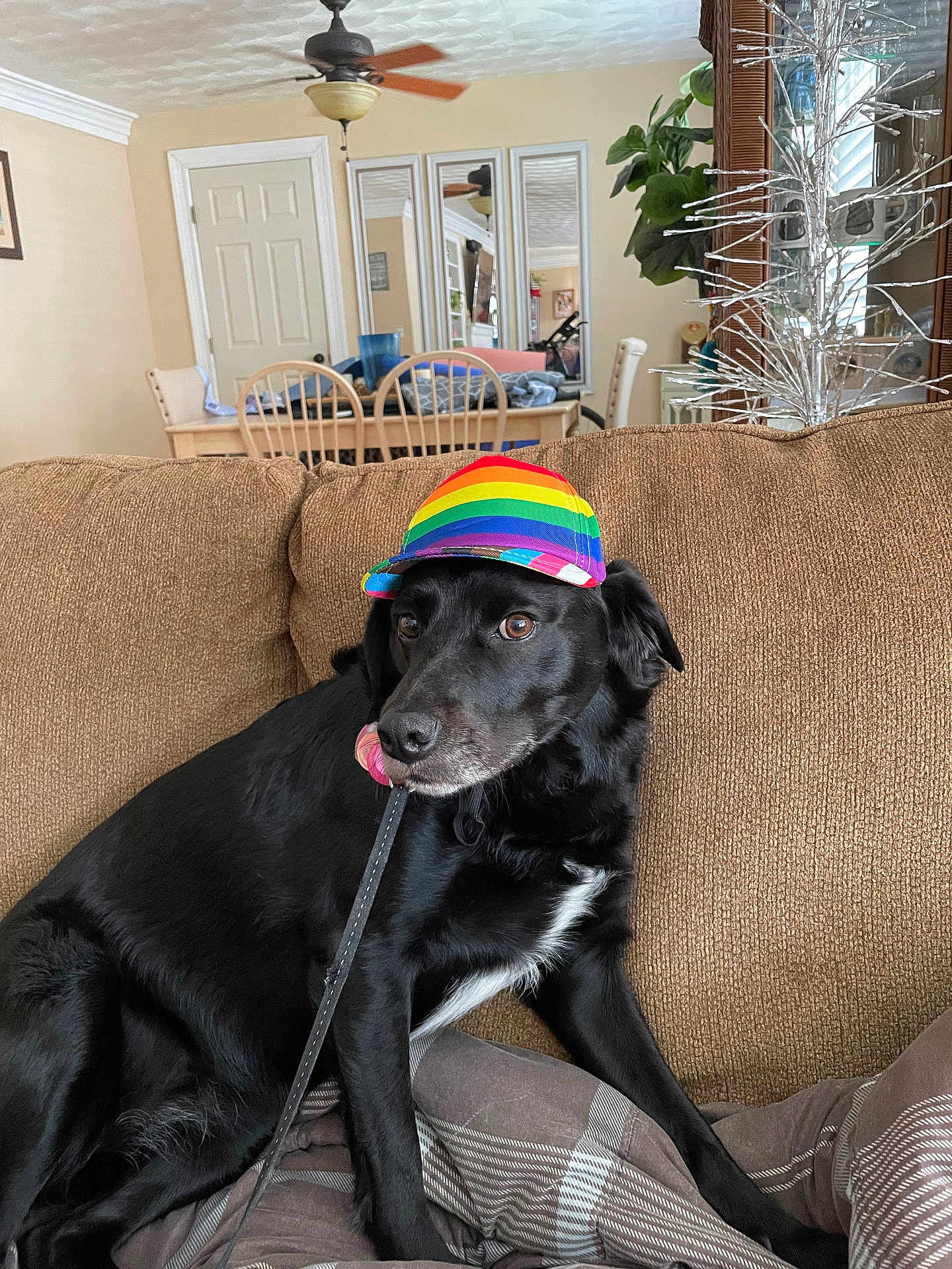 Roxy joined the competition — help win amazing prizes! dog, black_dog, rainbow_hat, leash, couch, living_room, dining_table, chairs, mirrors, decorative_tree, indoor, pet, playful, cozy, furniture, canine, houseplant, blanket, casual, relaxed