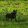 dog, black_dog, grass, field, greenery, flowers, outdoor, nature, pet, canine, harness, alert, standing, animal, summer, daylight, flora, mammal, wildflowers, environment
