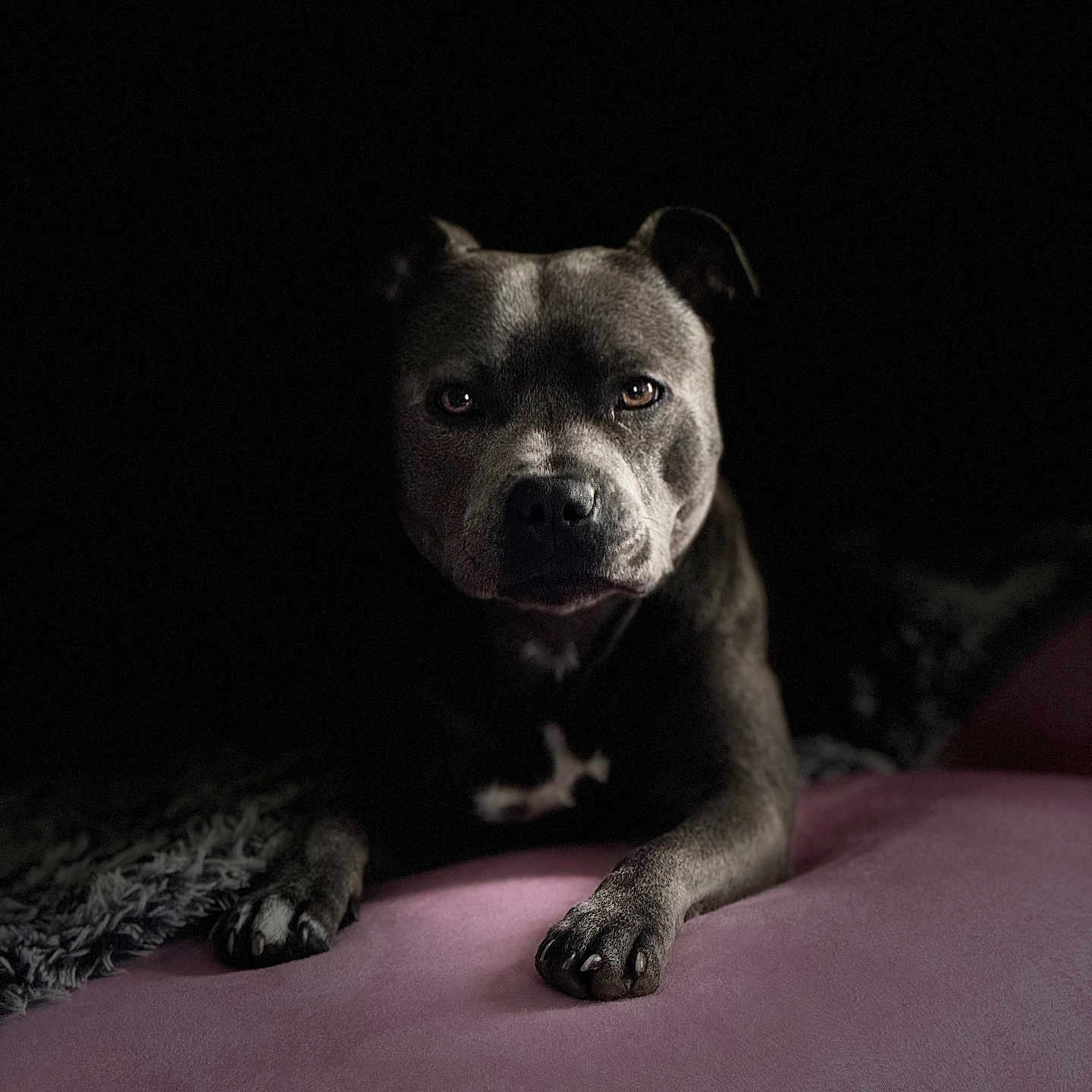Luna a rejoint le concours — aidez-le/la à gagner de superbes lots ! animal, canine, closeup, dark_background, dog, ears, expression, eyes, focused, fur, indoor, muzzle, paw, pet, pink_surface, portrait, quiet, resting, shadow, texture