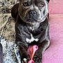 dog, grey_dog, pet, toy, pink_toy, bone_toy, paws, fur, blanket, cozy, indoor, looking_up, cute, animal, companion, relaxed, close_up, mammal, domestic_animal, portrait