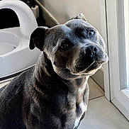 Luna participe au concours pour gagner de l'argent avec cette photo : dog, pet, indoor, window, gray_fur, head_tilt, canine, looking_up, cute, animal, companion, domestic, floor, light, portrait, curious, ears, snout, muzzle, white_marking