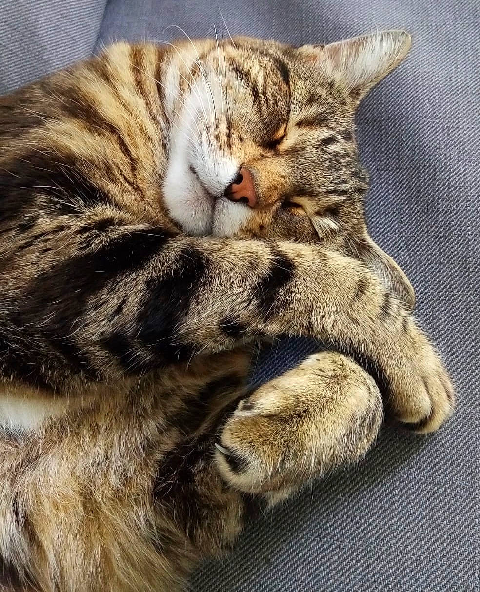 Jumpy a rejoint le concours — aidez-le/la à gagner de superbes lots ! carnivore, cat, claw, close_up, comfort, domestic_short_haired_cat, felidae, fur, mountain, nap, paw, sleep, small_to_medium_sized_cats, snout, tail, terrestrial_animal, vertebrate, whiskers, wood