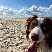 Vinci participe au concours pour gagner de l'argent avec cette photo : dog, beach, sand, sky, clouds, tongue, happy, pet, animal, outdoor, sunlight, brown_and_white, closeup, canine, nature, daytime, portrait, fur, nose, playful