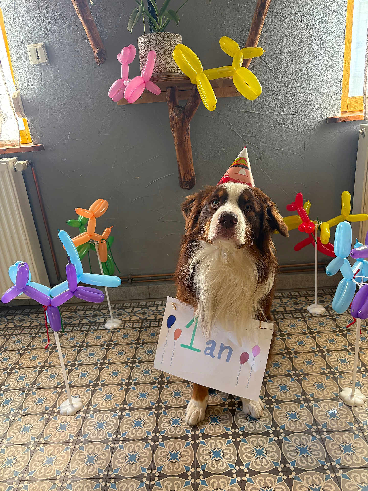Vinci participe au concours pour gagner de l'argent avec cette photo : dog, party_hat, balloon_animals, sign, birthday, floor_tiles, indoor, decorations, celebration, brown_and_white, long_hair, pet, animal, festive, window, plant, wall, radiator, cute, portrait