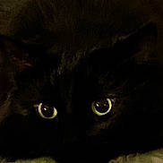 Alice Cooper joined the competition — help win amazing prizes! black_cat, cat, animal, pet, eyes, dark, feline, closeup, face, whiskers, mysterious, portrait, indoor, looking, cute, fur, domestic_cat, night, shadow, alert