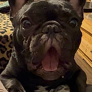 Beau joined the competition — help win amazing prizes! animal, blanket, carpet, close_up, cozy, cute, dog, ears, expression, face, fireplace, french_bulldog, fur, home, indoor, leopard_print, paw, pet, tongue, wood