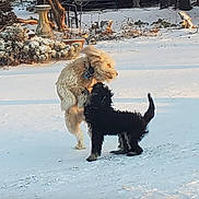 Scylla And Brigid is registered to the contest to win money with this photo: active, animal, bench, black_dog, companions, cream_dog, daylight, dog, dogs, fun, fur, garden, nature, outdoor, pet, playing, snow, tree, winter, yard