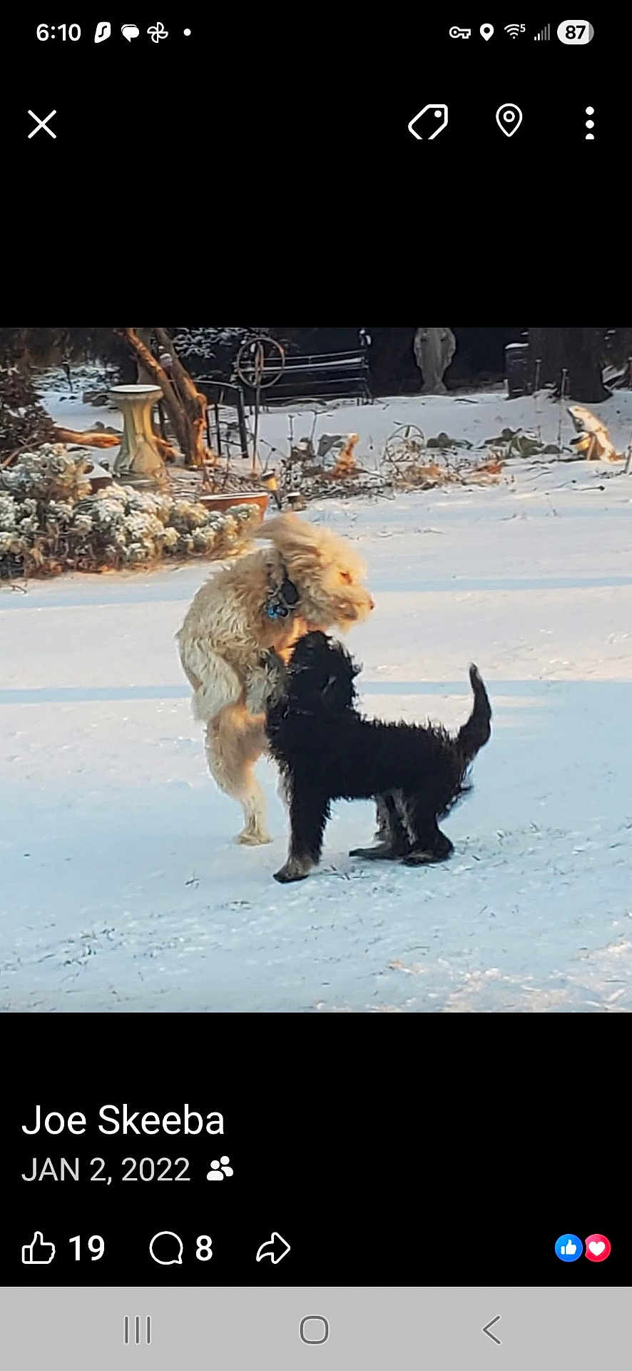 Scylla And Brigid is registered to the contest to win money with this photo: active, animal, bench, black_dog, companions, cream_dog, daylight, dog, dogs, fun, fur, garden, nature, outdoor, pet, playing, snow, tree, winter, yard