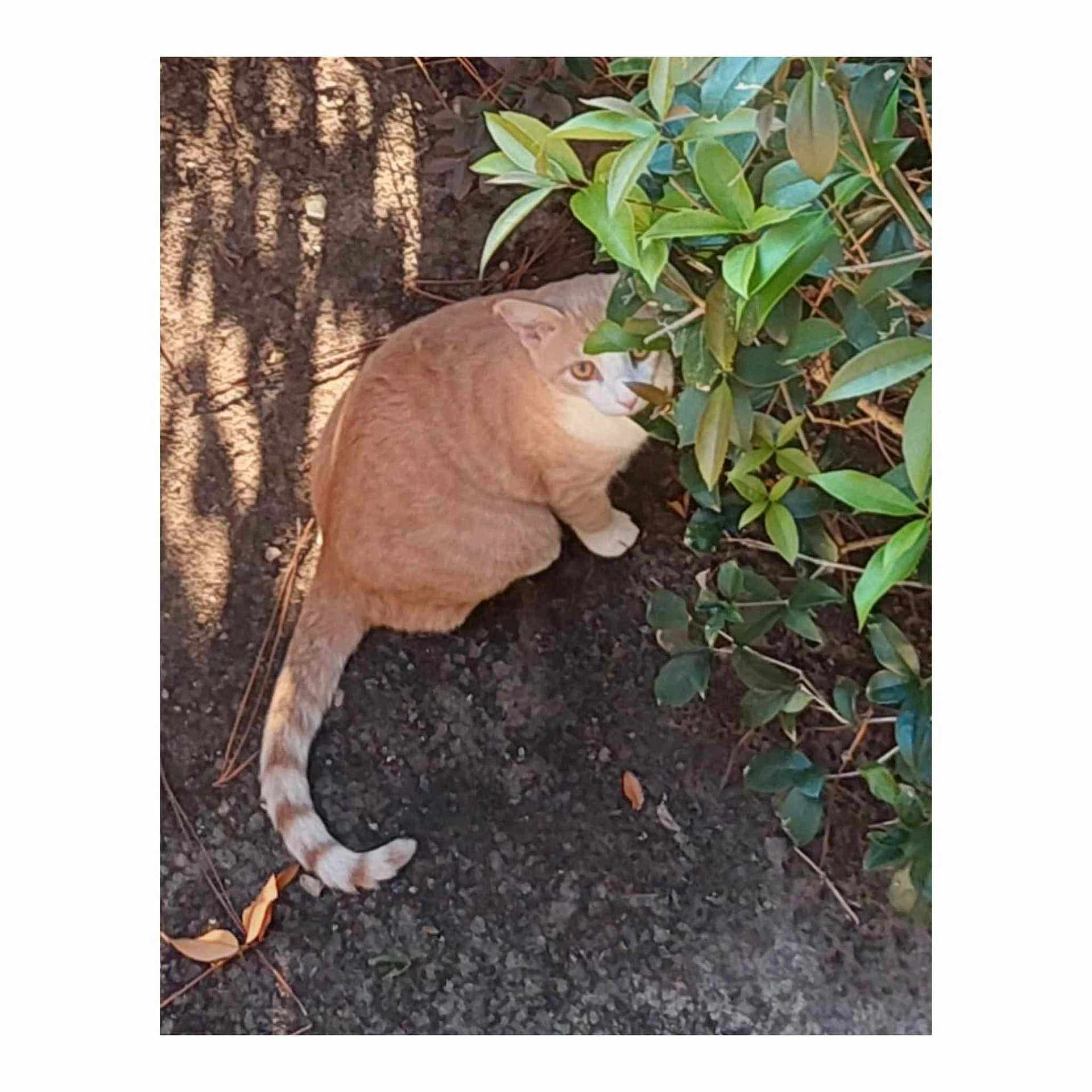 Mango joined the competition — help win amazing prizes! cat, orange_cat, tabby, feline, pet, tail, leaves, bush, garden, outdoor, pavement, shadow, whiskers, curious, sitting, eye_contact, ground, nature, sunlight, plant