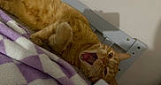 Simba joined the competition — help win amazing prizes! cat, ginger_cat, bed, blanket, purple, white, indoor, feline, pet, animal, yawning, fur, cute, resting, cozy, furniture, relaxed, mouth_open, whiskers, paw