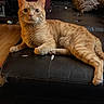 Simba joined the competition — help win amazing prizes! cat, ginger_cat, tabby, pet, indoor, couch, leather, furniture, pillow, floor, curious, wide_eyes, relaxed, home, domestic, animal, whiskers, ears, paw, resting