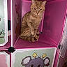 Simba is registered to the contest to win money with this photo: cat, orange_cat, tabby, sitting, pink_cubby, shelf, cartoon, animal_cartoon, indoor, pet, cute, feline, looking, curious, cozy, home, furniture, decor, playful, young_cat
