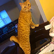Simba joined the competition — help win amazing prizes! cat, orange_tabby, standing, chair, living_room, lamp, couch, cushion, window, curtains, wood_floor, yellow_wall, furniture, whiskers, pet, domestic_animal, indoor, curious, animal, orange_fur