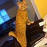 cat, orange_tabby, standing, chair, living_room, lamp, couch, cushion, window, curtains, wood_floor, yellow_wall, furniture, whiskers, pet, domestic_animal, indoor, curious, animal, orange_fur
