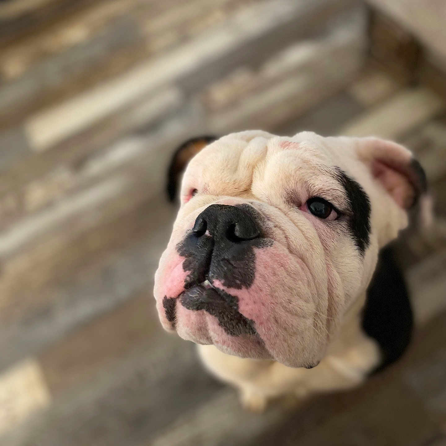 Tucker is registered to the contest to win money with this photo: animal, black_and_white, bulldog, canine, closeup, companion, cute, dog, domestic_animal, ears, floor, friendly, fur, indoor, looking_up, mammal, nose, pet, portrait, wrinkles