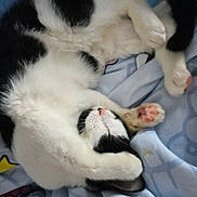 Makayla is registered to the contest to win money with this photo: animal, bed, black_and_white, blanket, cat, close_up, cozy, curled_up, cute, feline, fur, indoor, nap, paw, pet, pink_paw_pads, relaxed, resting, sleeping, soft