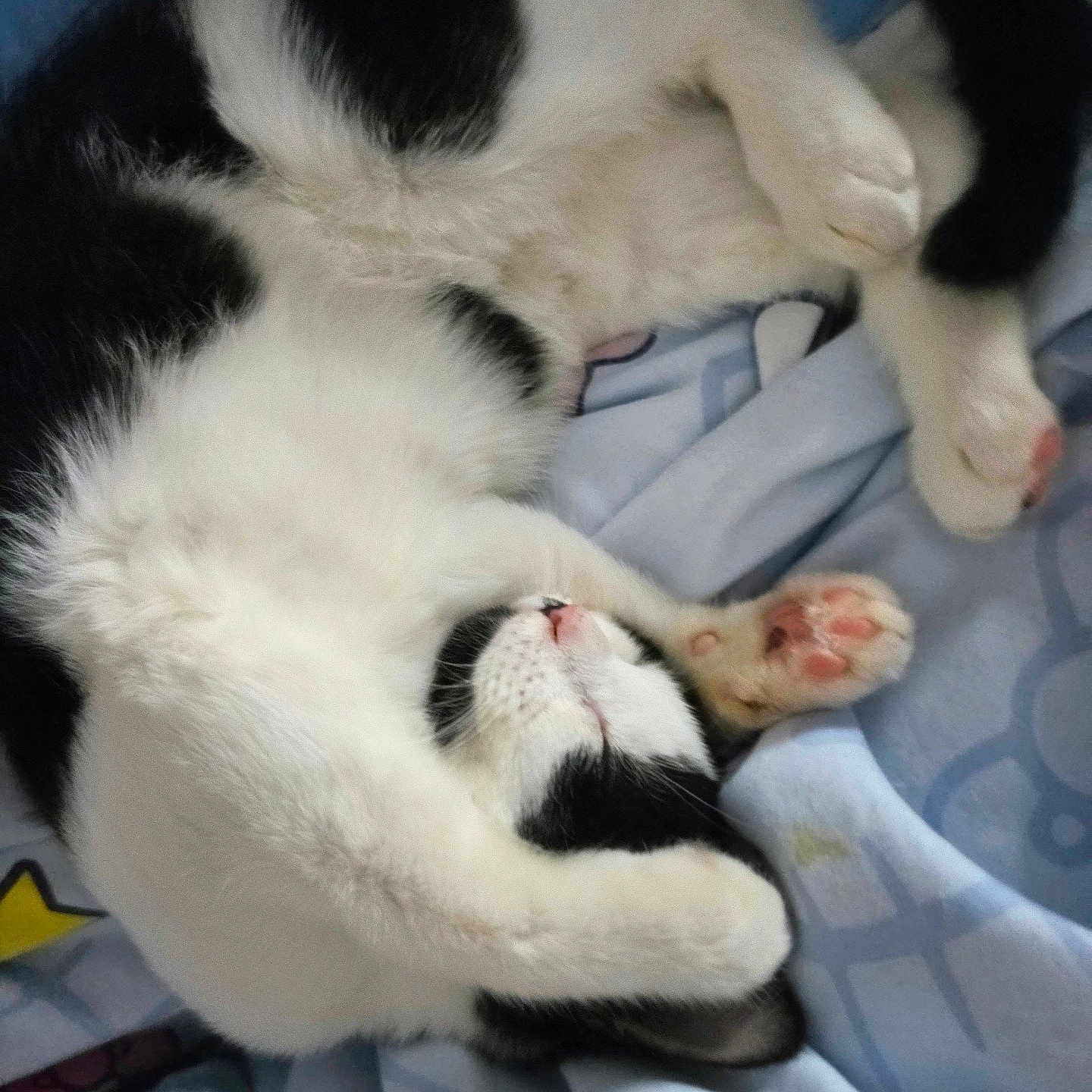 Makayla is registered to the contest to win money with this photo: animal, bed, black_and_white, blanket, cat, close_up, cozy, curled_up, cute, feline, fur, indoor, nap, paw, pet, pink_paw_pads, relaxed, resting, sleeping, soft