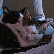 Makayla And Donavan is registered to the contest to win money with this photo: bed, black_and_white_cat, blanket, cat, cats, closeup, cozy, cuddled, cuddling, ears, fur, indoors, kitten, pet, pink_nose, sleeping, sleepy, tabby_cat, whiskers, white_cat