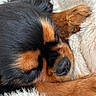 Aby a rejoint le concours — aidez-le/la à gagner de superbes lots ! animal, black_fur, blanket, brown_fur, calm, close_up, cozy, cute, dog, fluffy, fur, indoors, nose, paw, pet, portrait, relaxation, resting, sleeping, snuggled
