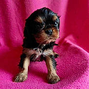 Aby participe au concours pour gagner de l'argent avec cette photo : adorable, animal, black, blanket, brown, closeup, cute, dog, expression, face, fluffy, fur, indoors, pet, pink, portrait, puppy, sitting, small, young