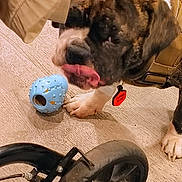 Oreo Mae is registered to the contest to win money with this photo: dog, brindle, tongue, toy, blue_ball, floor, wooden_floor, paw, stroller_wheel, harness, indoor, pet, playful, closeup, animal, canine, flooring, domestic_animal, cute, mischievous